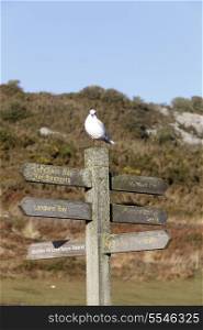 A pedestrian signpost in The Mumbles, South Wales, pointint to Langland Bay, Mumbles hill, Mumbles Pier, the nature reserve and other walks in the area - with a bird perched on top.