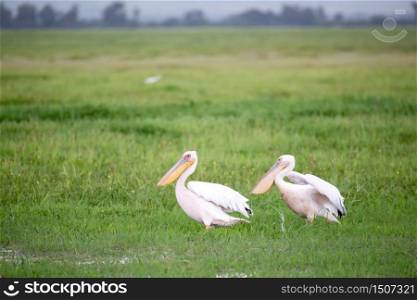 A pelican birds are standing in the green grass. Pelican birds in the green grass standing