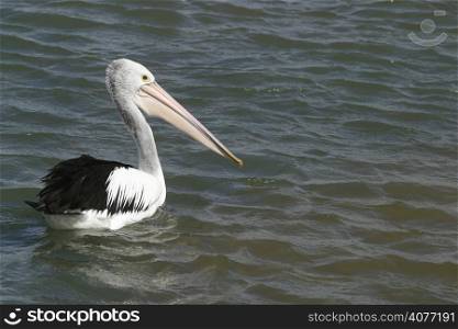 A pelican by the sea.