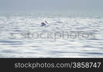 A pelican floating on the lake surface