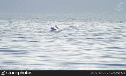 A pelican floating on the lake surface