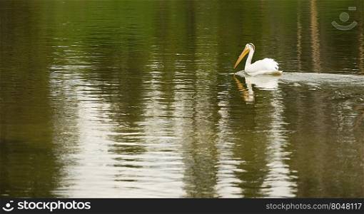 A Pelican makes way around the mouth of the Yellowstone River looking for food