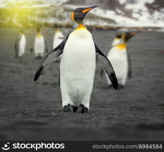 A penguin colony in Antarctica, portrait of a king penguin in the antarctic