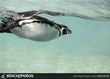 a penguin swimming through water