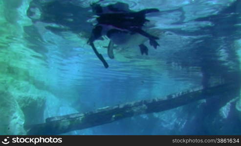 A penguin swimming under water