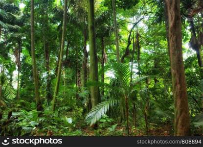 a perfect beautiful rain forest in singapore