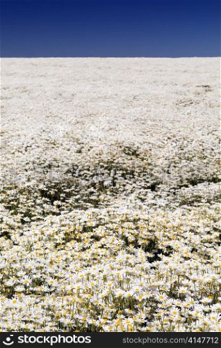 A perfect field of white daisy&rsquo;s under a blue sky