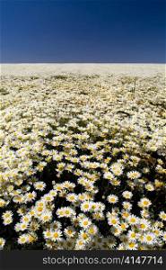 A perfect field of white daisy&rsquo;s under a blue sky
