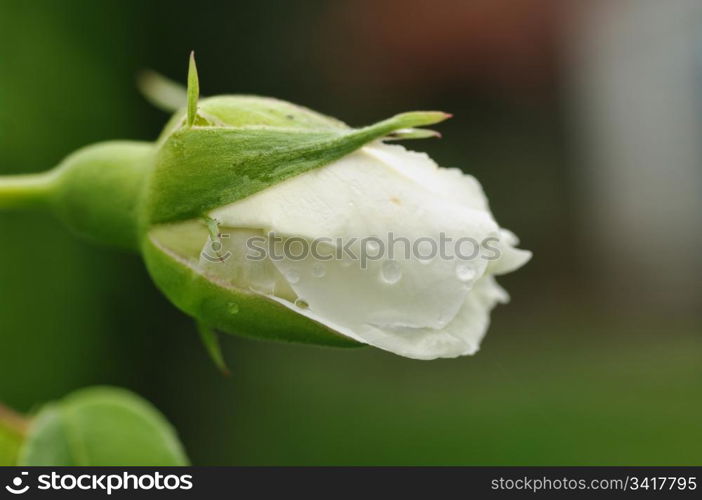 a perfect white rosebud with drops of rain