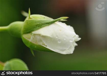 a perfect white rosebud with drops of rain