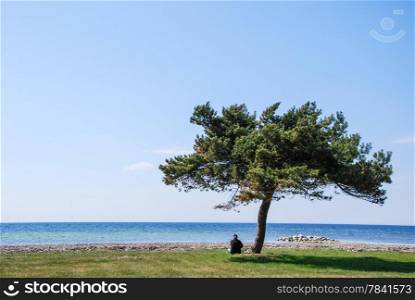 A person sitting under a lone pine tree by the coast of the swedish island Oland