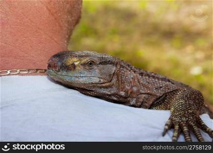 A pet Black Throat Monitor lizard riding on his owner?s shoulder.