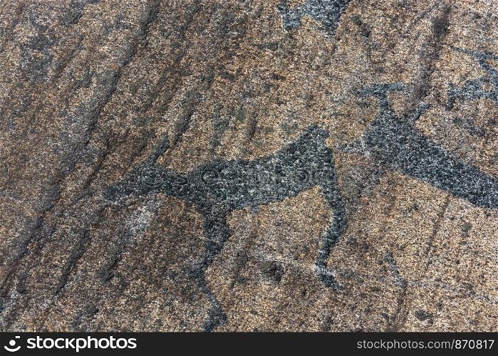 A petroglyphs are ancient drawings on a large stone, Karelia, Russia.