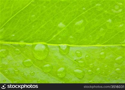 A photo macro of leaf green and fresh