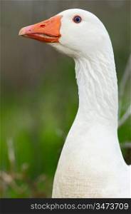 a photo of a duck in freedom
