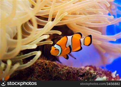 a photo of a fish and anemone