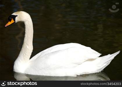 a photo of a swan in freedom
