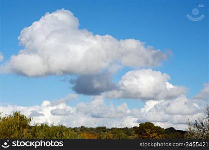 a photo of clouds and plants in the field