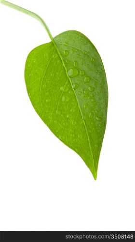A photo of leaf green and fresh isolation over white background