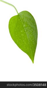 A photo of leaf green and fresh isolation over white background
