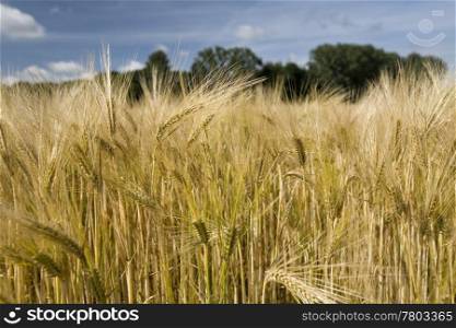 A photo of wheat in summertime against blue sky