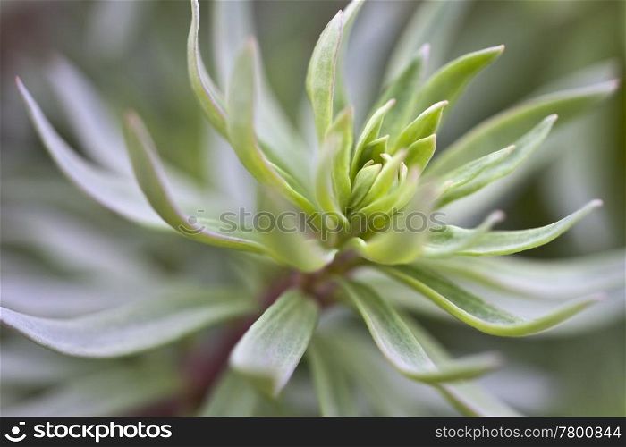 A photography of a beautiful green plant background