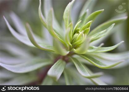 A photography of a beautiful green plant background