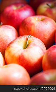 A picking apples fruit. Many fresh natural organic apples candid shot.