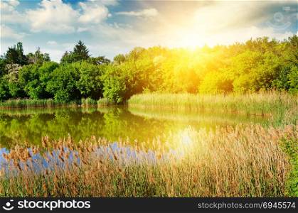 A picturesque lake overgrown with reeds. On the shore a forest grows. In the blue sky a bright sunrise.