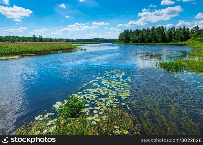 a picturesque river on a sunny day, on the shore - a forest