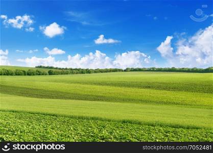 A picturesque spring field from different agricultural crops