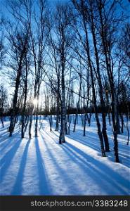 A picturesque winter forest with an early morning sunrise