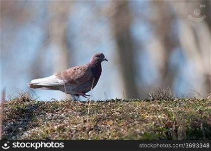 A pidgeon in a woodlands