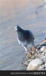 A pidgeon on the waters edge