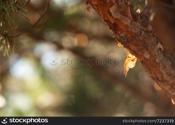A piece of orange, papery pine bark glows in the sunshine of a winter afternoon.. Orange Pine Bark