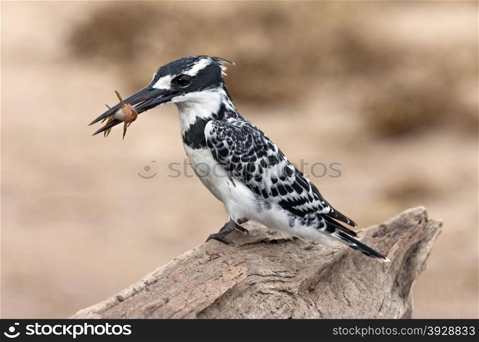 A Pied Kingfisher (Ceryle rudis) catching fish in Chobe National Park in Botswana