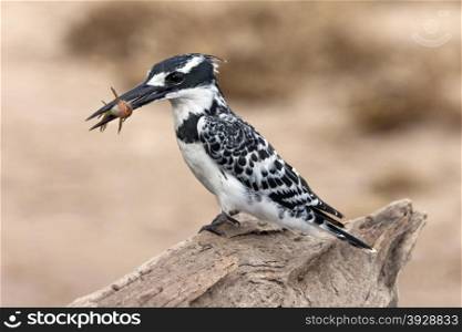 A Pied Kingfisher (Ceryle rudis) catching fish in Chobe National Park in Botswana