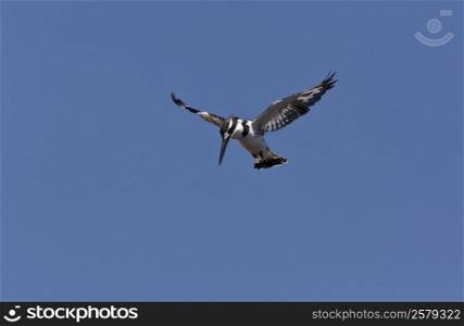 A Pied Kingfisher (Ceryle rudis) hovering in Chobe National Park in Botswana
