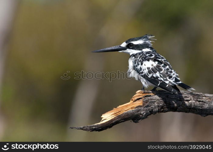 A Pied Kingfisher (Ceryle rudis) in Chobe National Park in Botswana