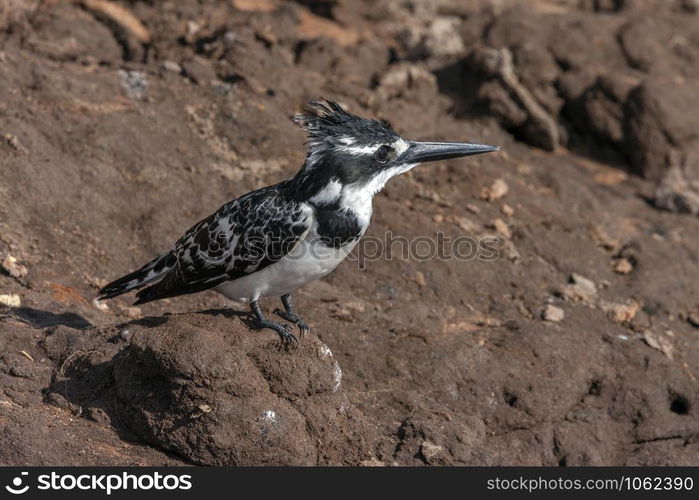 A Pied Kingfisher (Ceryle rudis) on the riverback of the Chobe River in Chobe National Park, Botswana.