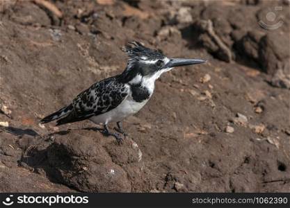 A Pied Kingfisher (Ceryle rudis) on the riverback of the Chobe River in Chobe National Park, Botswana.