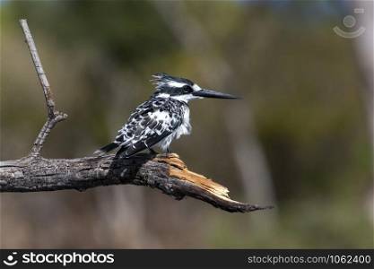 A Pied Kingfisher (Ceryle rudis) on the riverback of the Chobe River in Chobe National Park, Botswana, Africa.