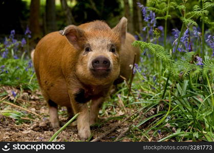 A pig in the woods.