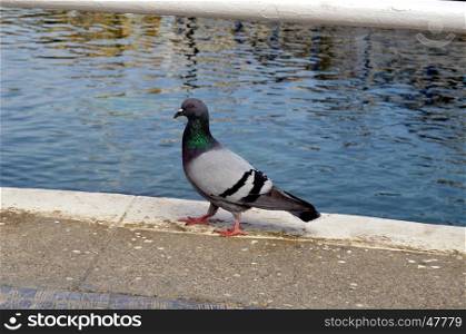 A pigeon on a bridge with some water in bottom.