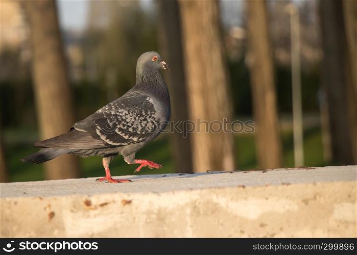 A pigeon walking on concrete wall