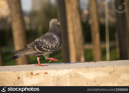 A pigeon walking on concrete wall