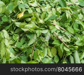 A pile of cut branch,Wrightia religiosa (Apocynaceae) and climbing ylang-ylang