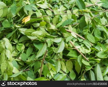 A pile of cut branch,Wrightia religiosa (Apocynaceae) and climbing ylang-ylang