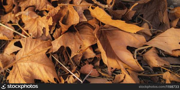A pile of dried leaves on the ground of an autumn afternoon
