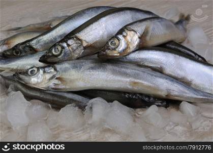 A pile of fresh capelin on the ice on a table